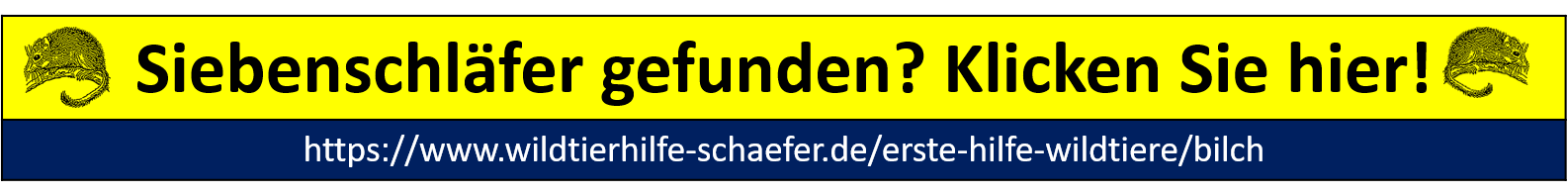 Siebenschläfer